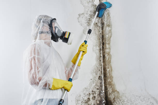 Best Mold Prevention Services  in Perry, OK